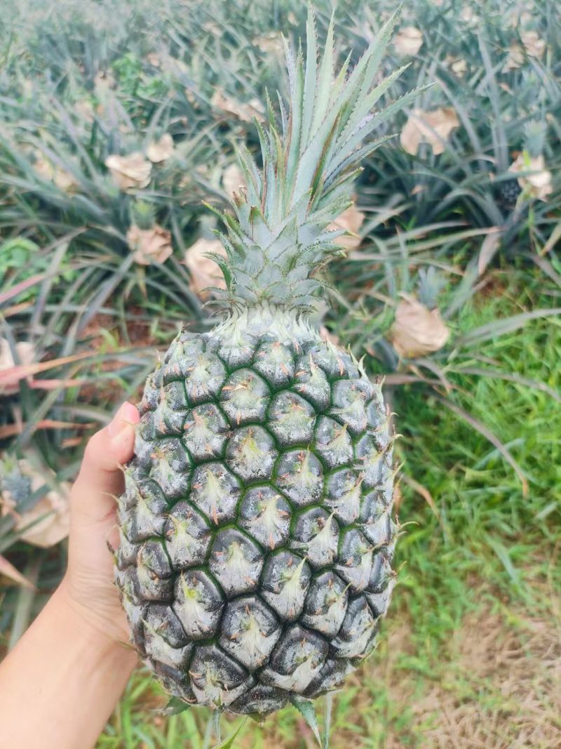 金钻凤梨，芒果凤梨