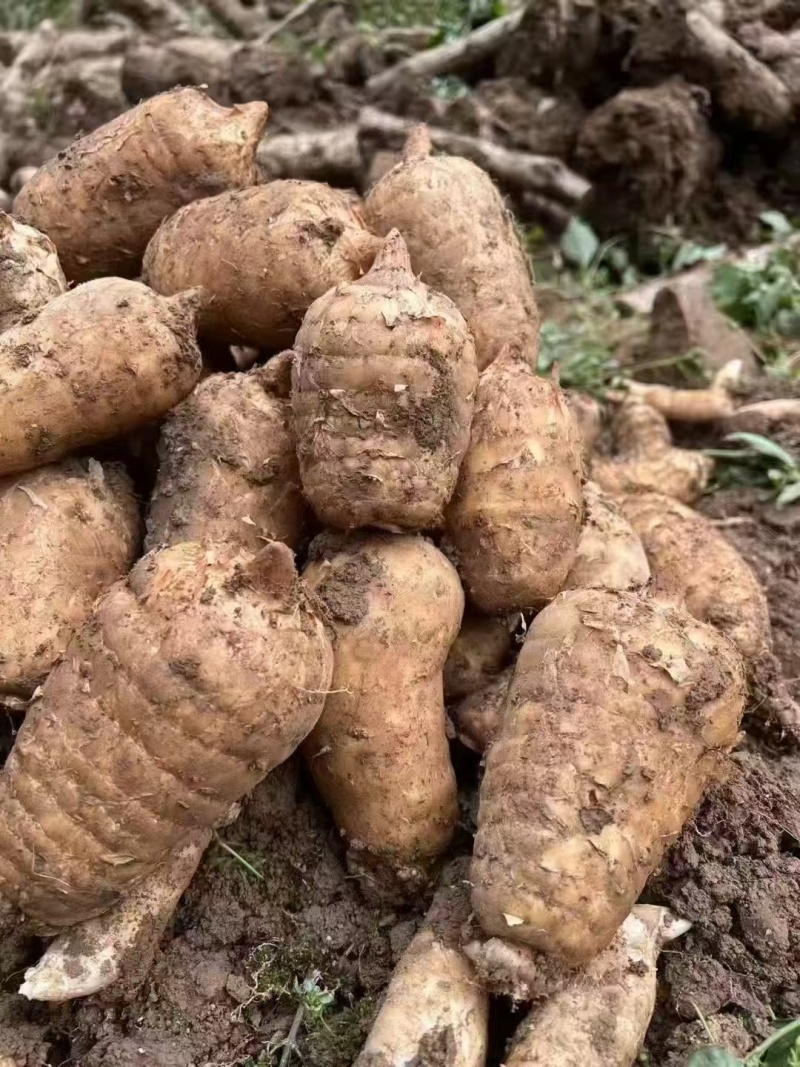 野生种植乌天麻