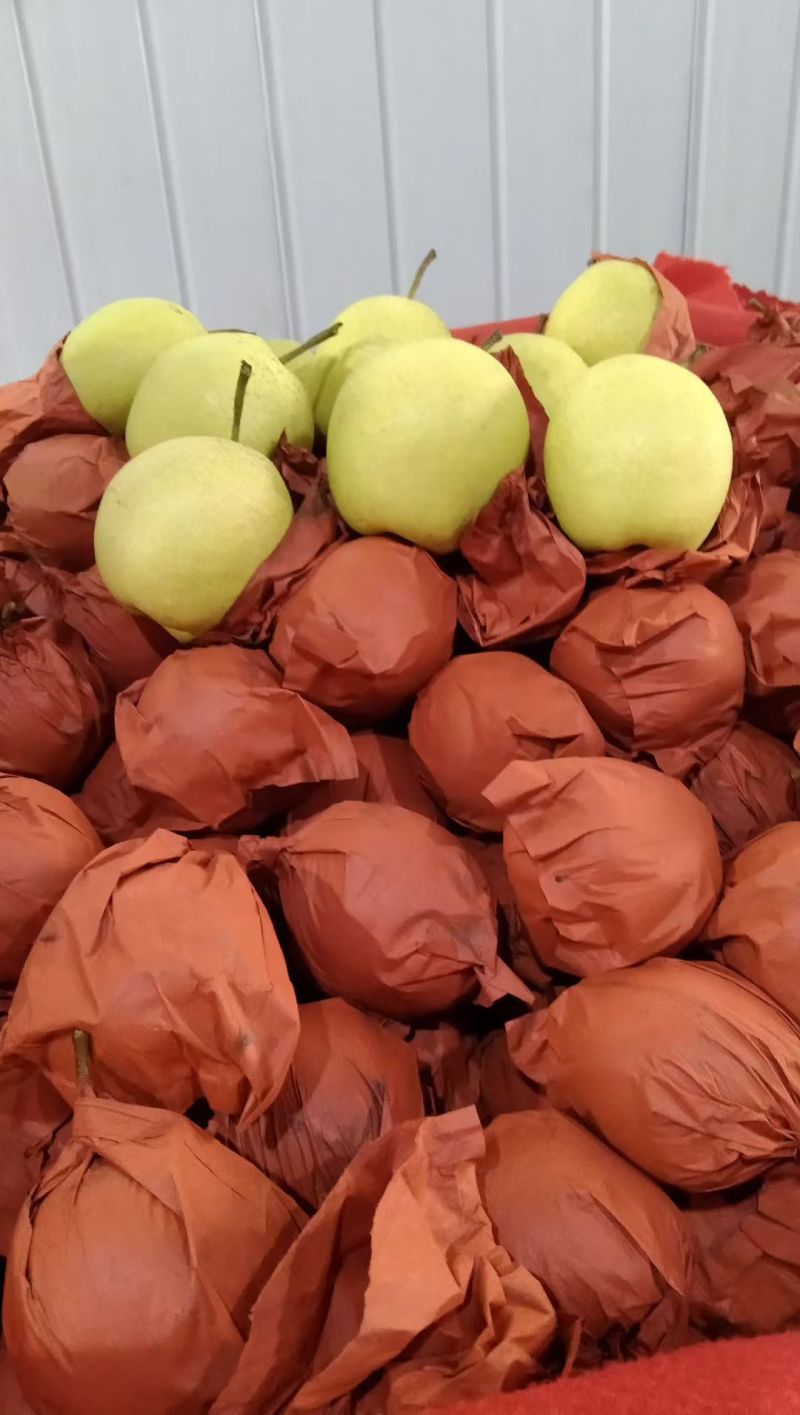 酥梨产地一手货源