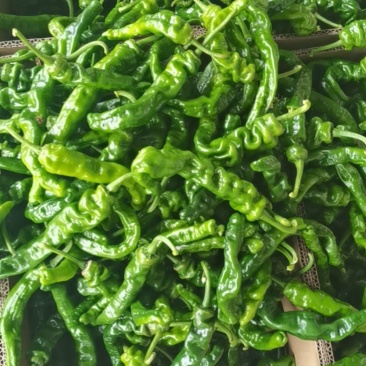 小皱皮辣椒
