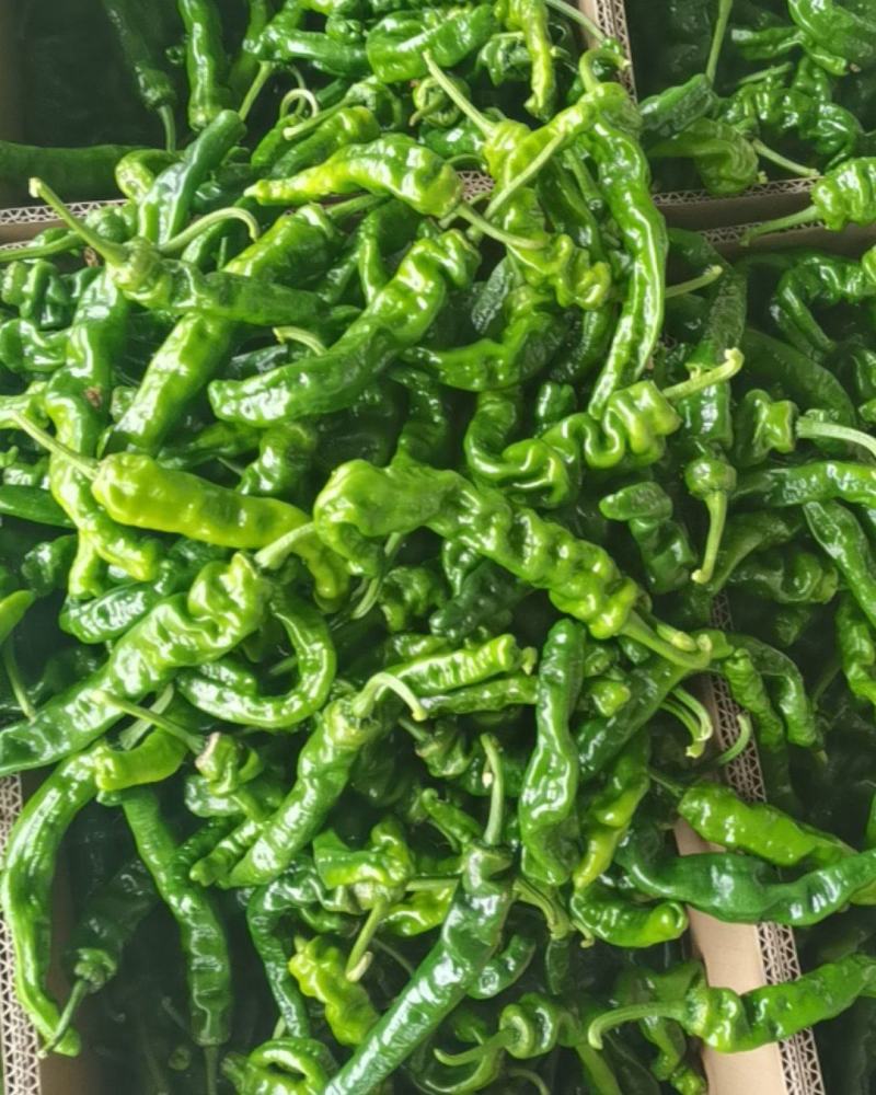 小皱皮辣椒