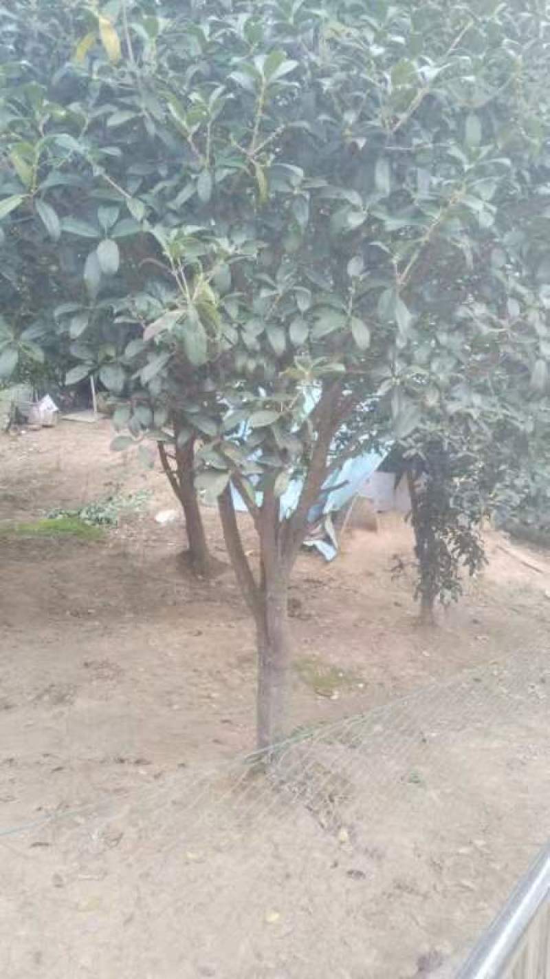 桂花树