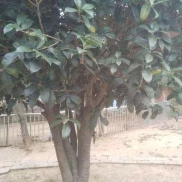 桂花树