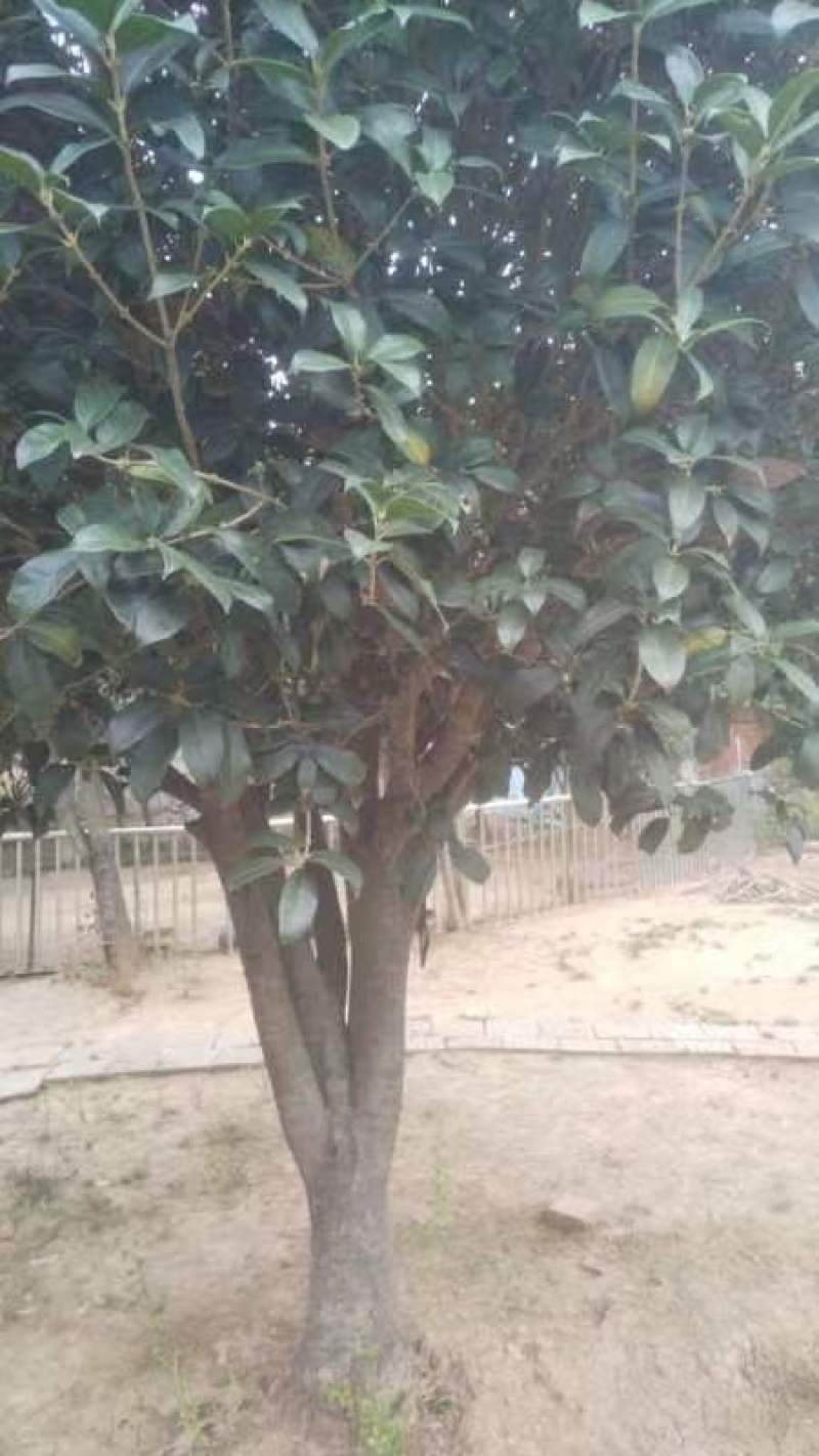 桂花树