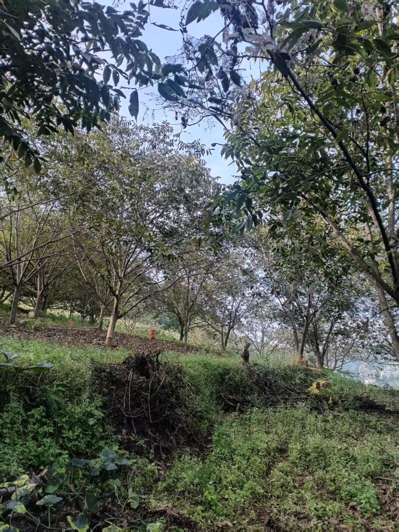 昆明禄劝崇德带皮核桃，品质非常好这公路边。