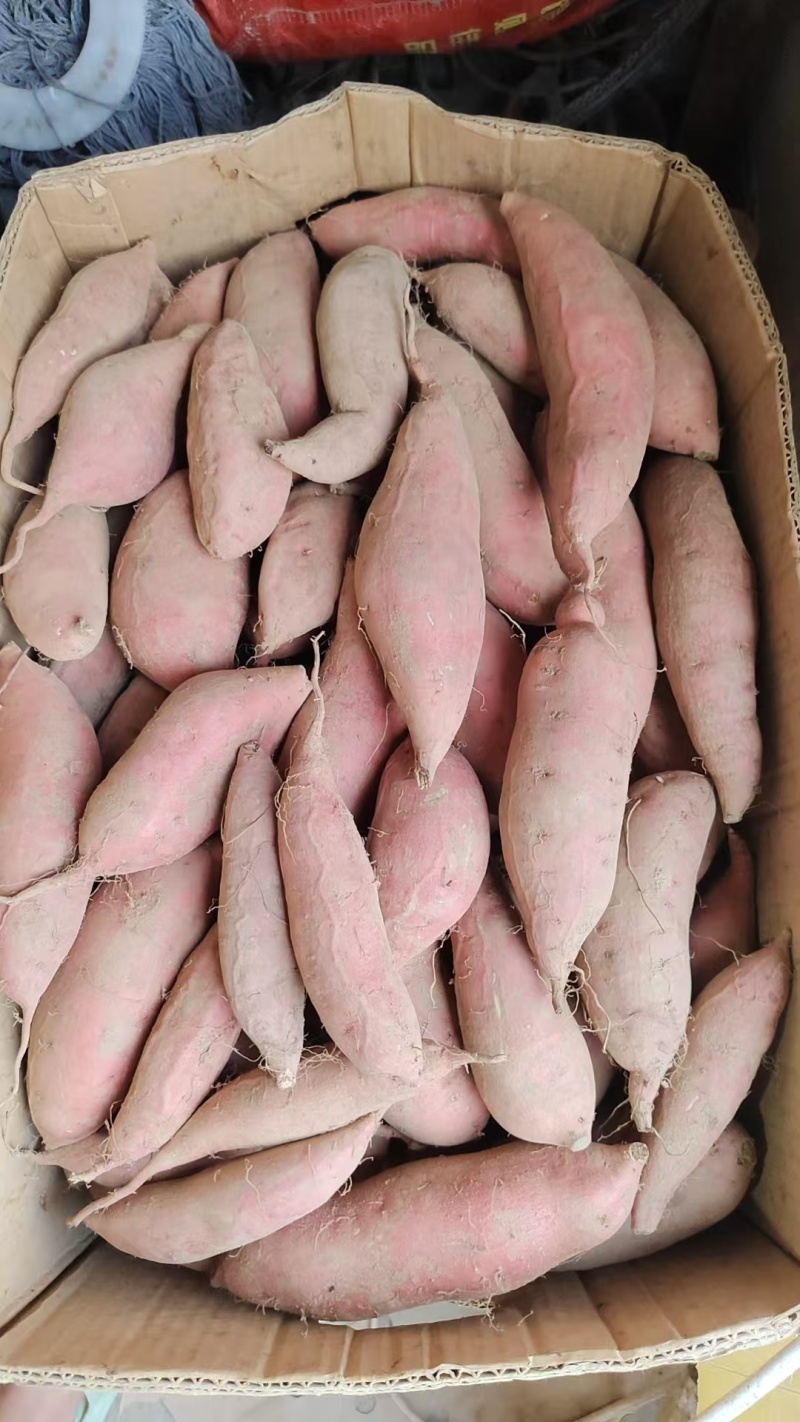 地瓜烟薯25