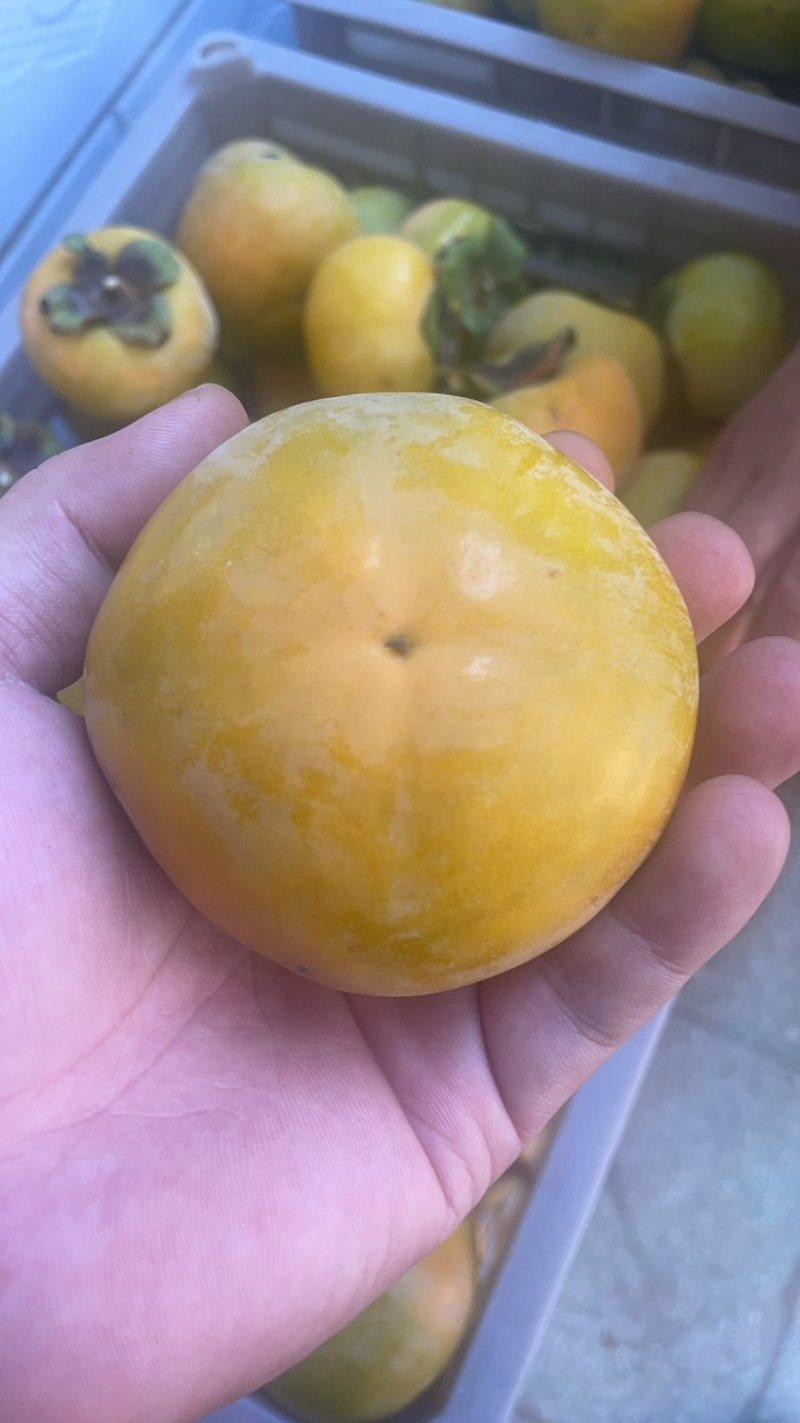 阳丰脆柿电商一件代发山西运城发货