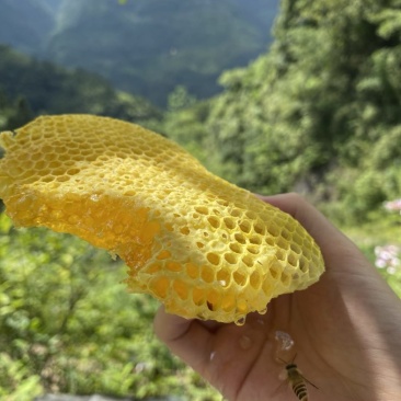 农家深山土蜂蜜