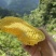 农家深山土蜂蜜