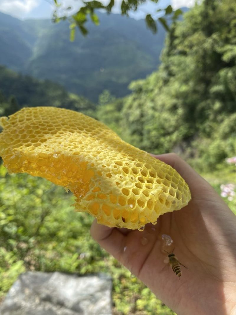 农家深山土蜂蜜