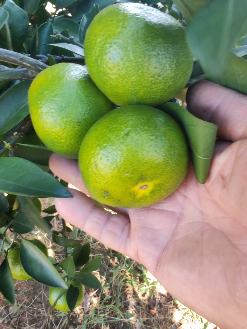 桂林全州特早蜜橘