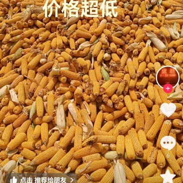 玉米