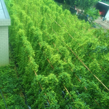 卖鸡骨草