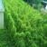 卖鸡骨草
