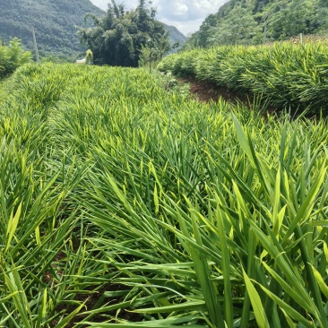生姜