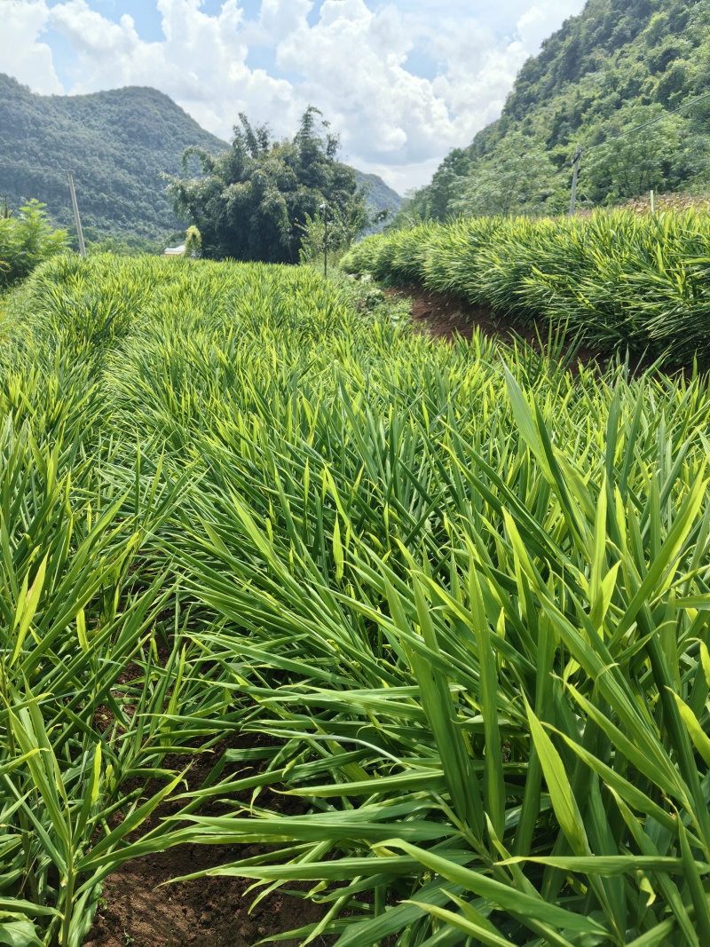 生姜