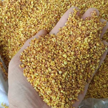 黄苦荞茶，大颗粒8.6小颗粒8.3，全系一口价工厂自营
