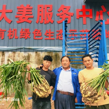 生姜，红芽子姜，老姜，圆头姜