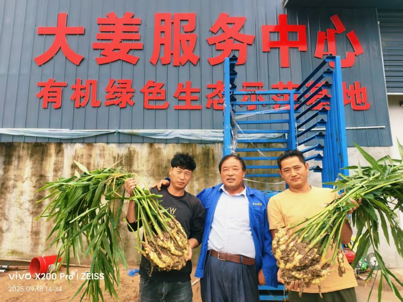 生姜，红芽子姜，老姜，圆头姜