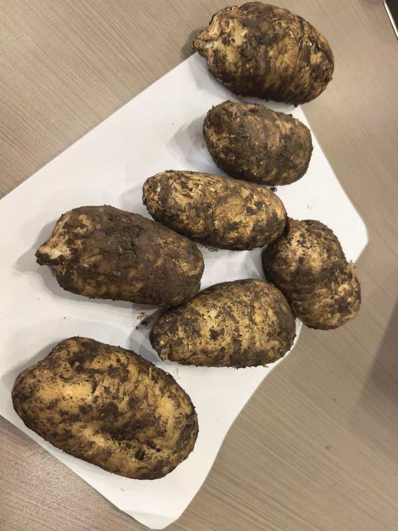 云南昭通正宗乌天麻还有80斤，便宜卖了。80斤一起卖！