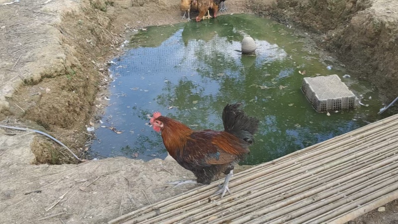 出售成品5斤重青脚麻鸡