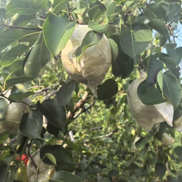廊坊本地白酥梨各大水多皮薄