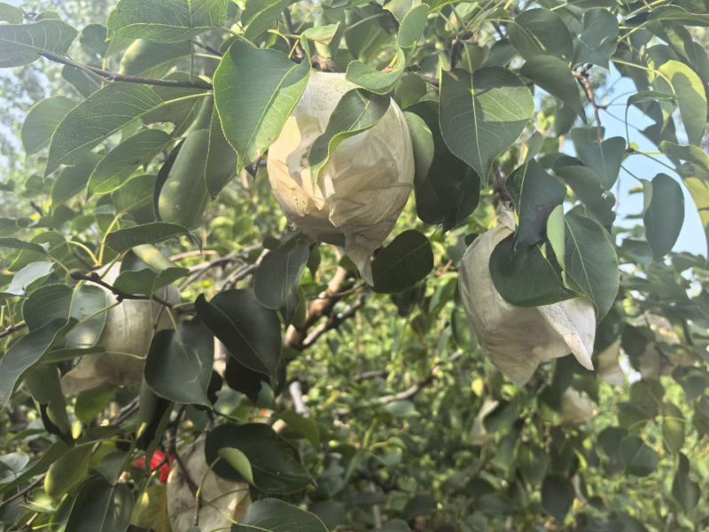 廊坊本地白酥梨各大水多皮薄