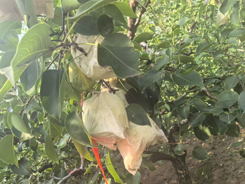 廊坊本地白酥梨各大水多皮薄