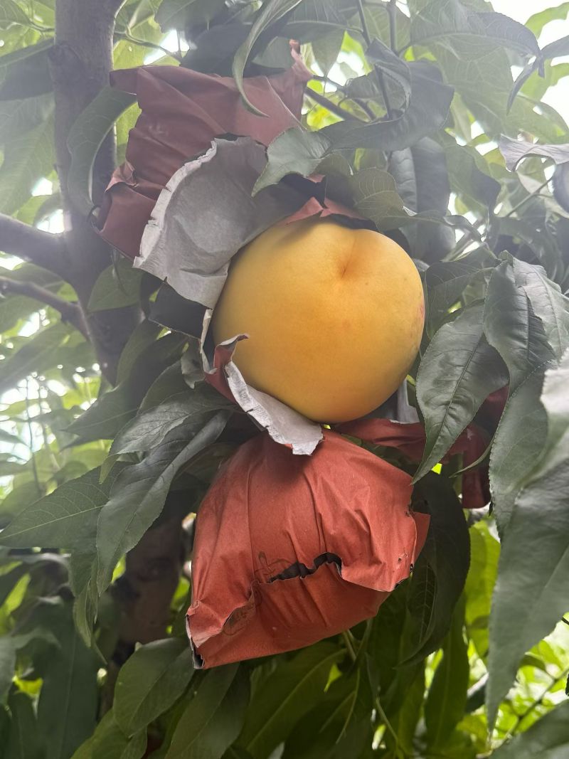 黄油桃