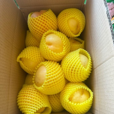 黄油桃