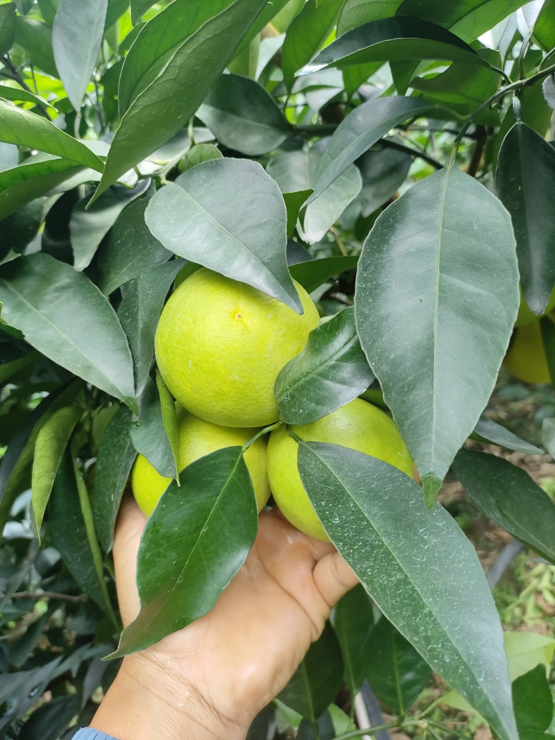 哀牢山冰糖橙
