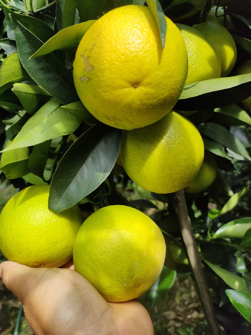 哀牢山冰糖橙