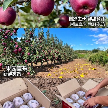 果园花牛苹果75～80圆果大约20万斤左右欢迎来电洽谈
