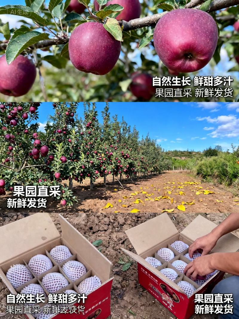 果园花牛苹果75～80圆果大约20万斤左右欢迎来电洽谈