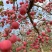 陕西洛川苹果