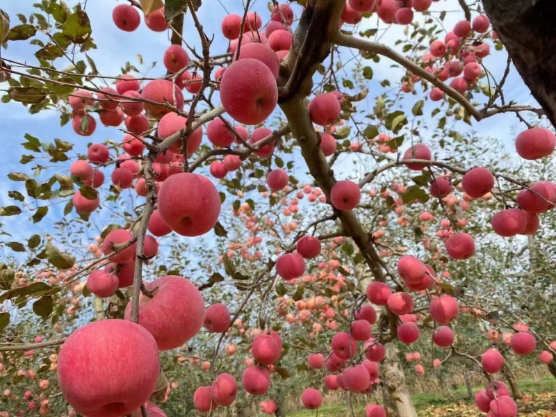 陕西洛川苹果