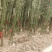 各种竹子批发
