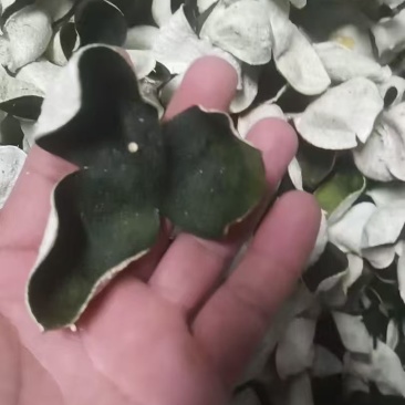 广西浦北陈皮