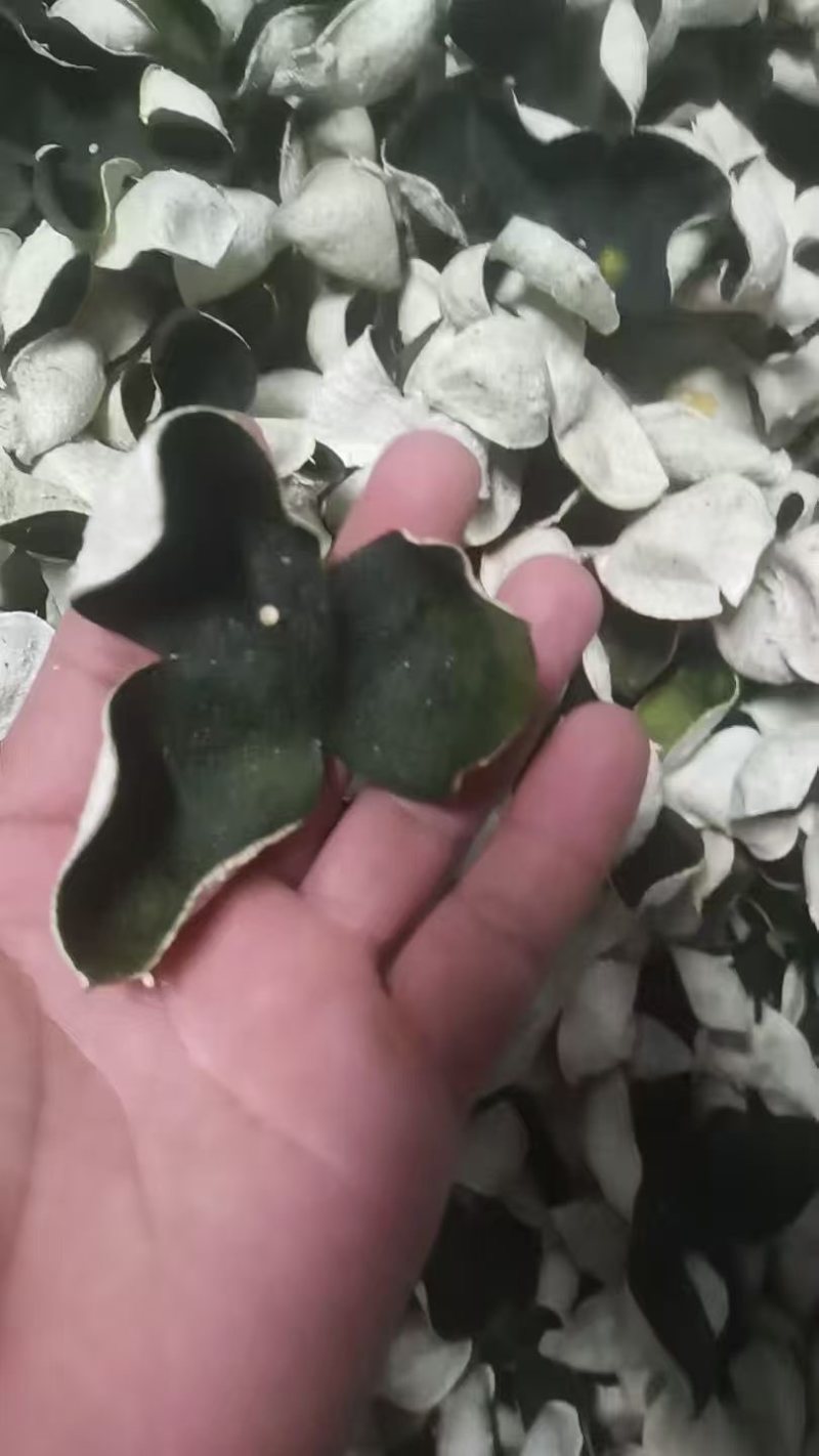 广西浦北陈皮