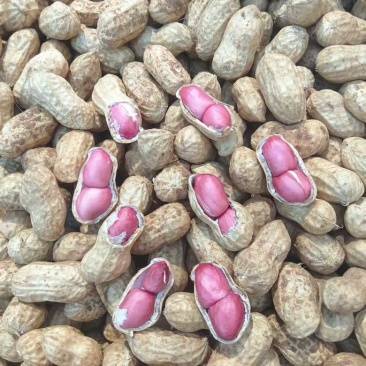 2粒红4粒红红薯303