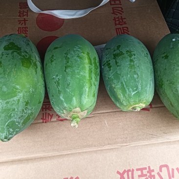 水果木瓜基地果