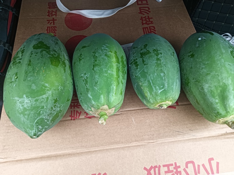 水果木瓜基地果