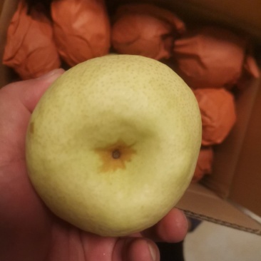 山西忻州精品酥梨