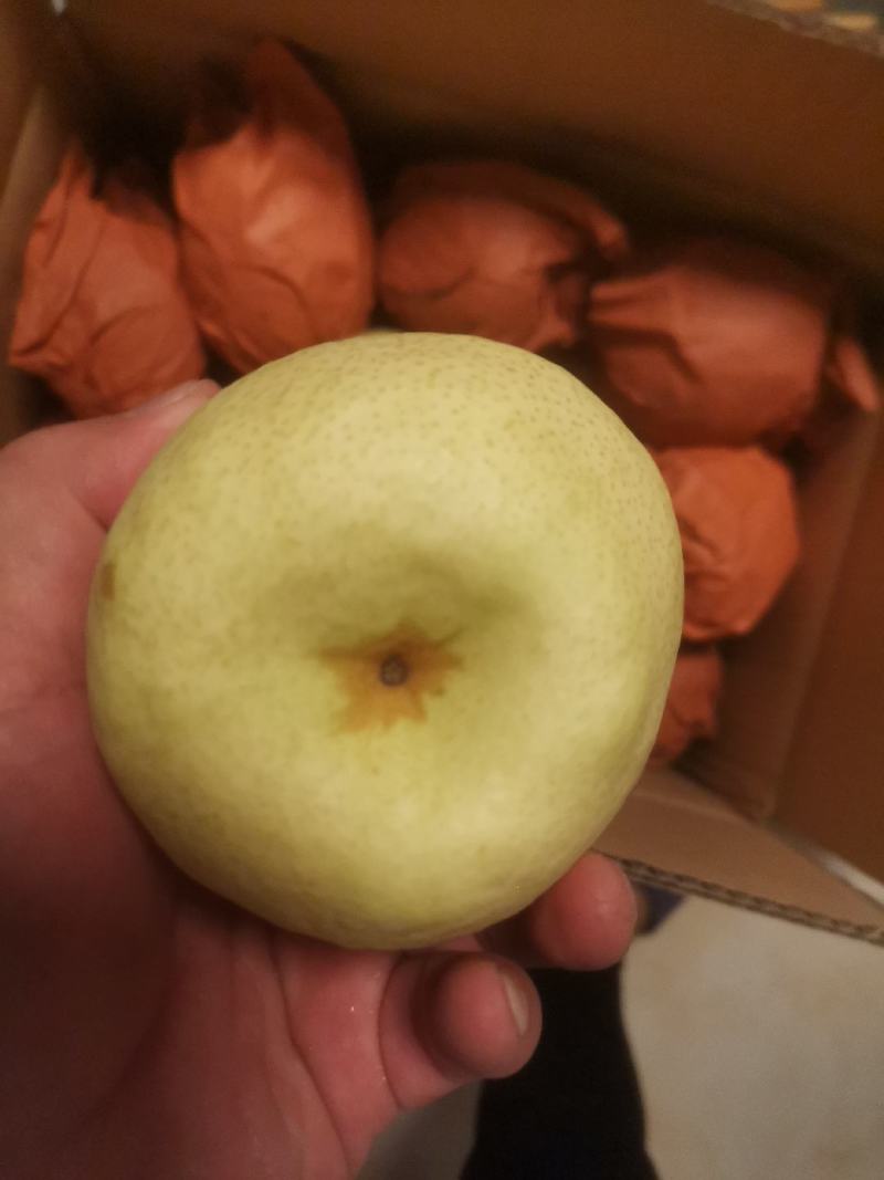 山西忻州精品酥梨