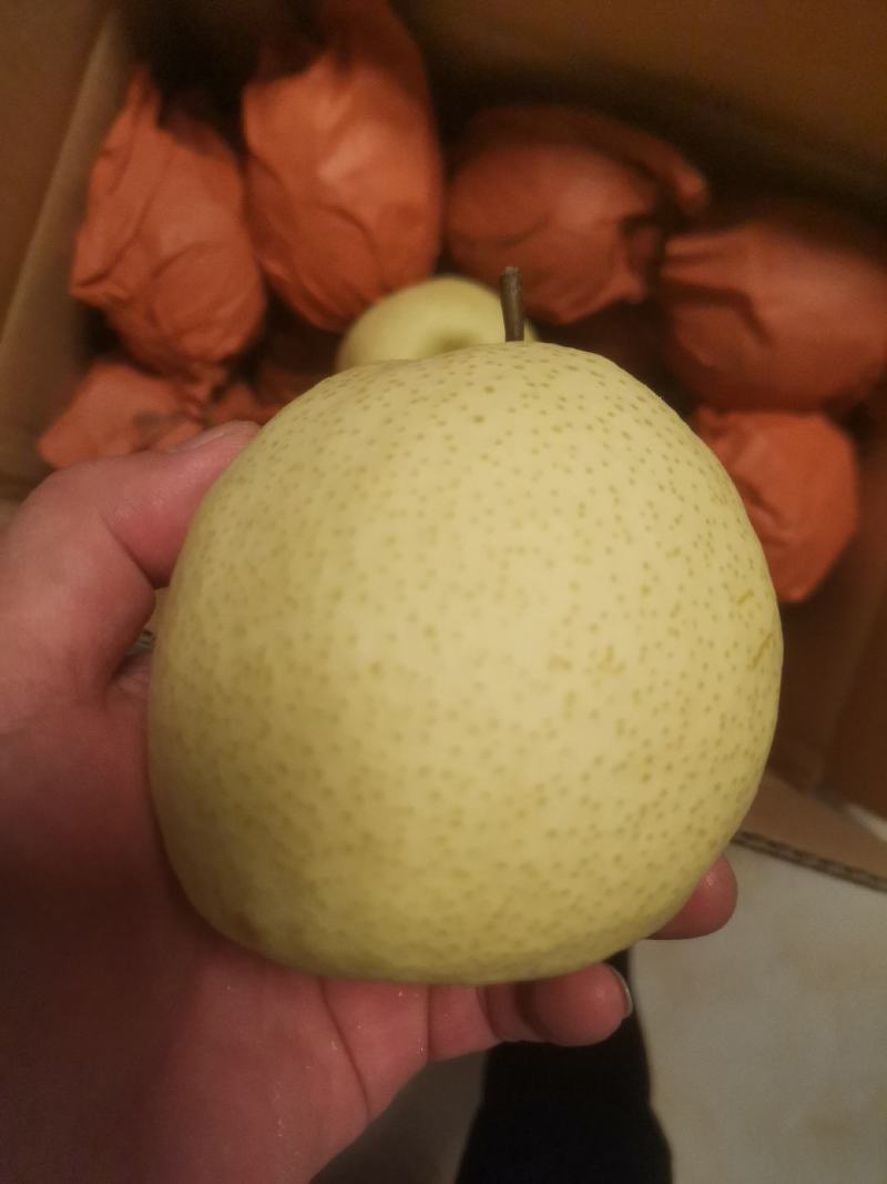 山西忻州精品酥梨