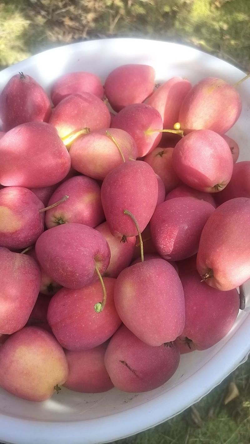 吉林龙丰，鸡心果