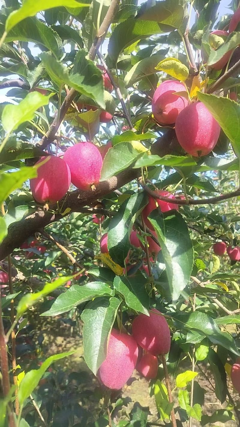 吉林龙丰，鸡心果