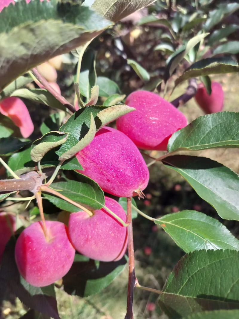 吉林龙丰，鸡心果