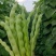 四季豆大量有货