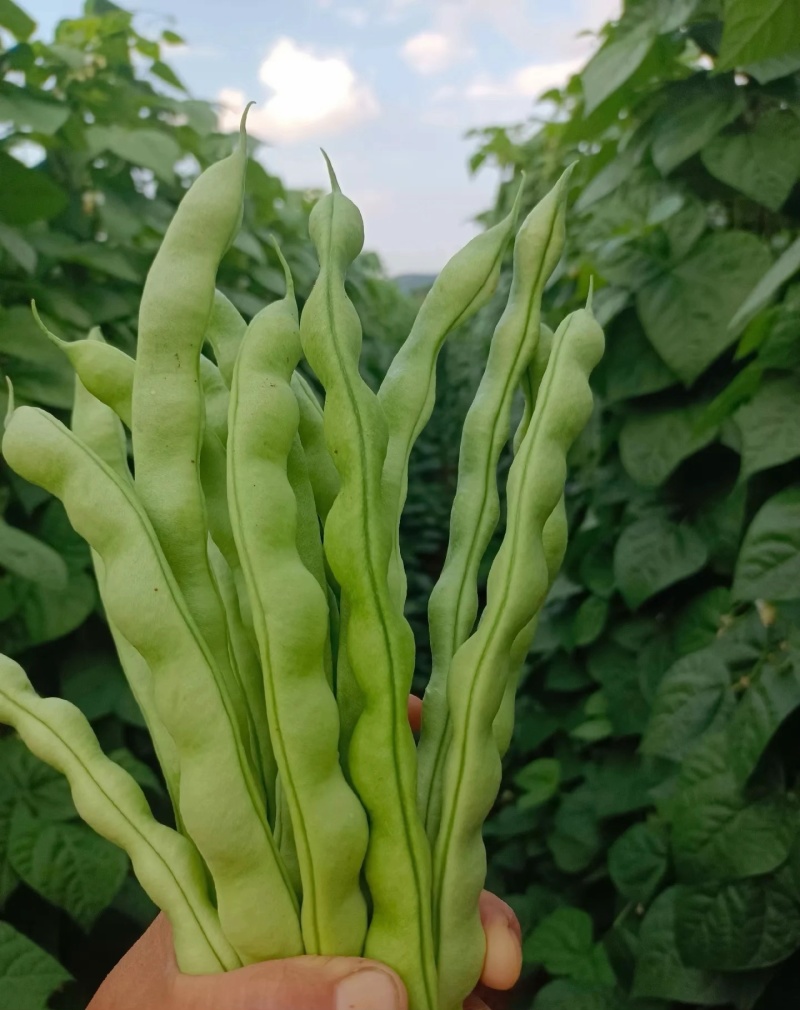 四季豆大量有货